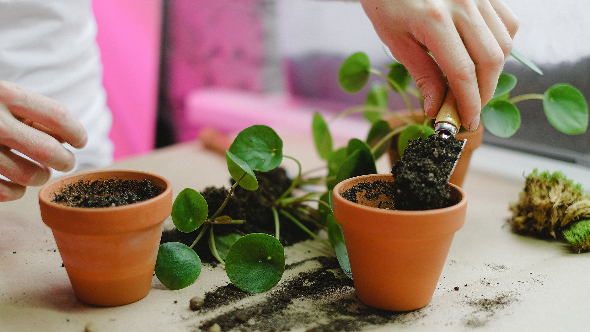 Repotting Your Indoor Plant